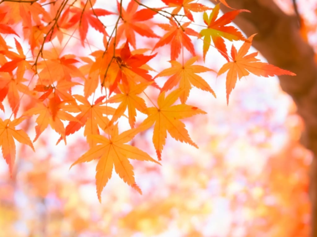 紅葉