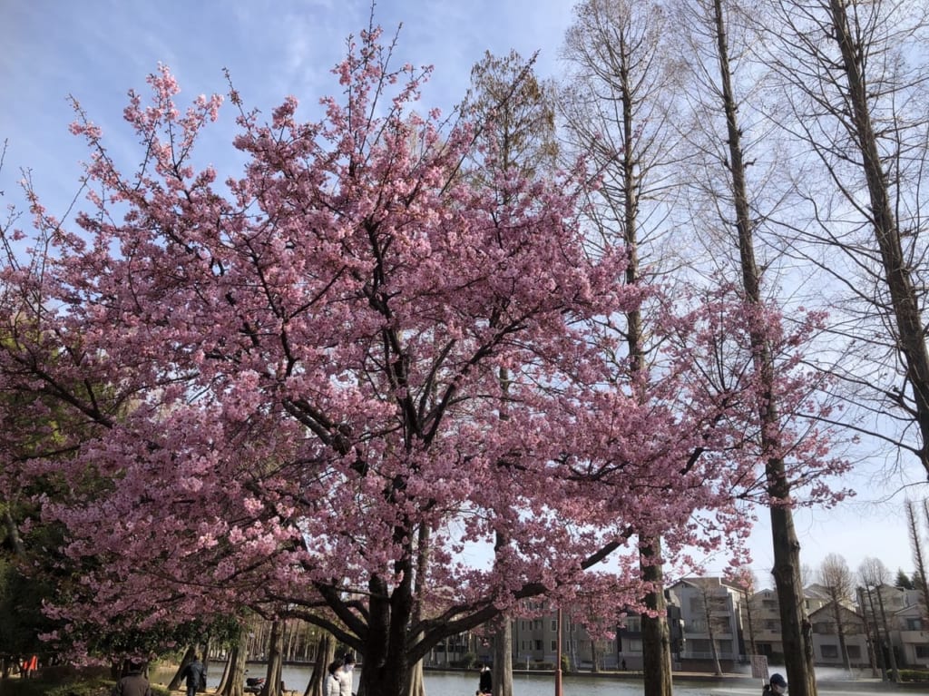 河津桜