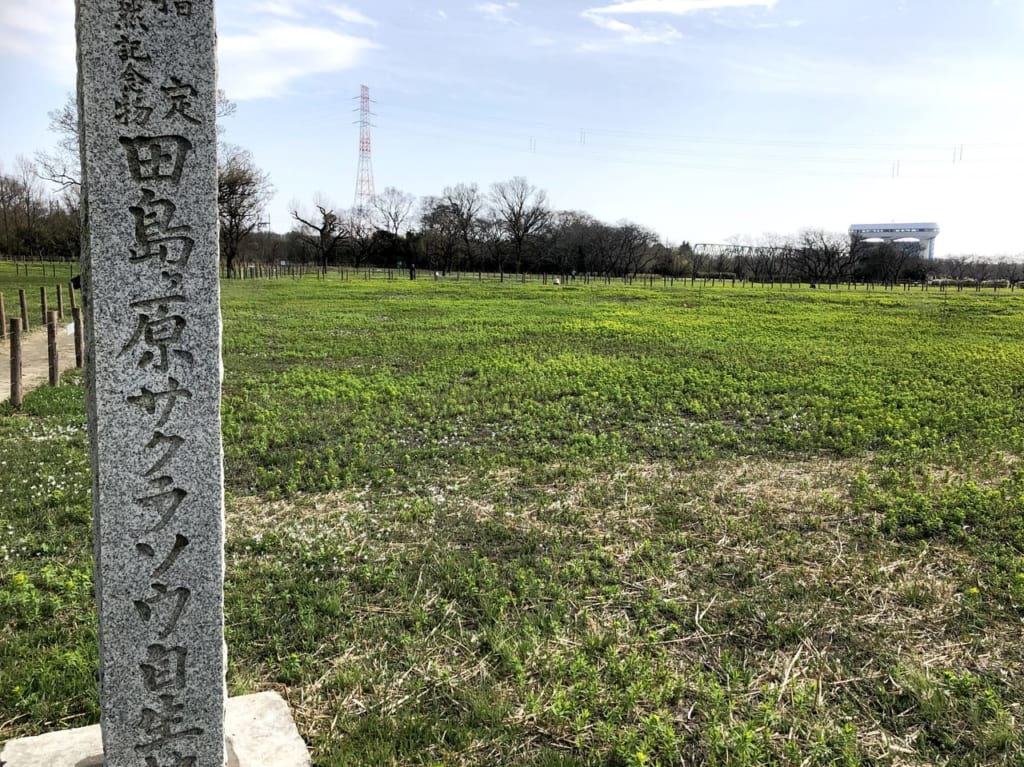 田島ケ原サクラソウ自生地