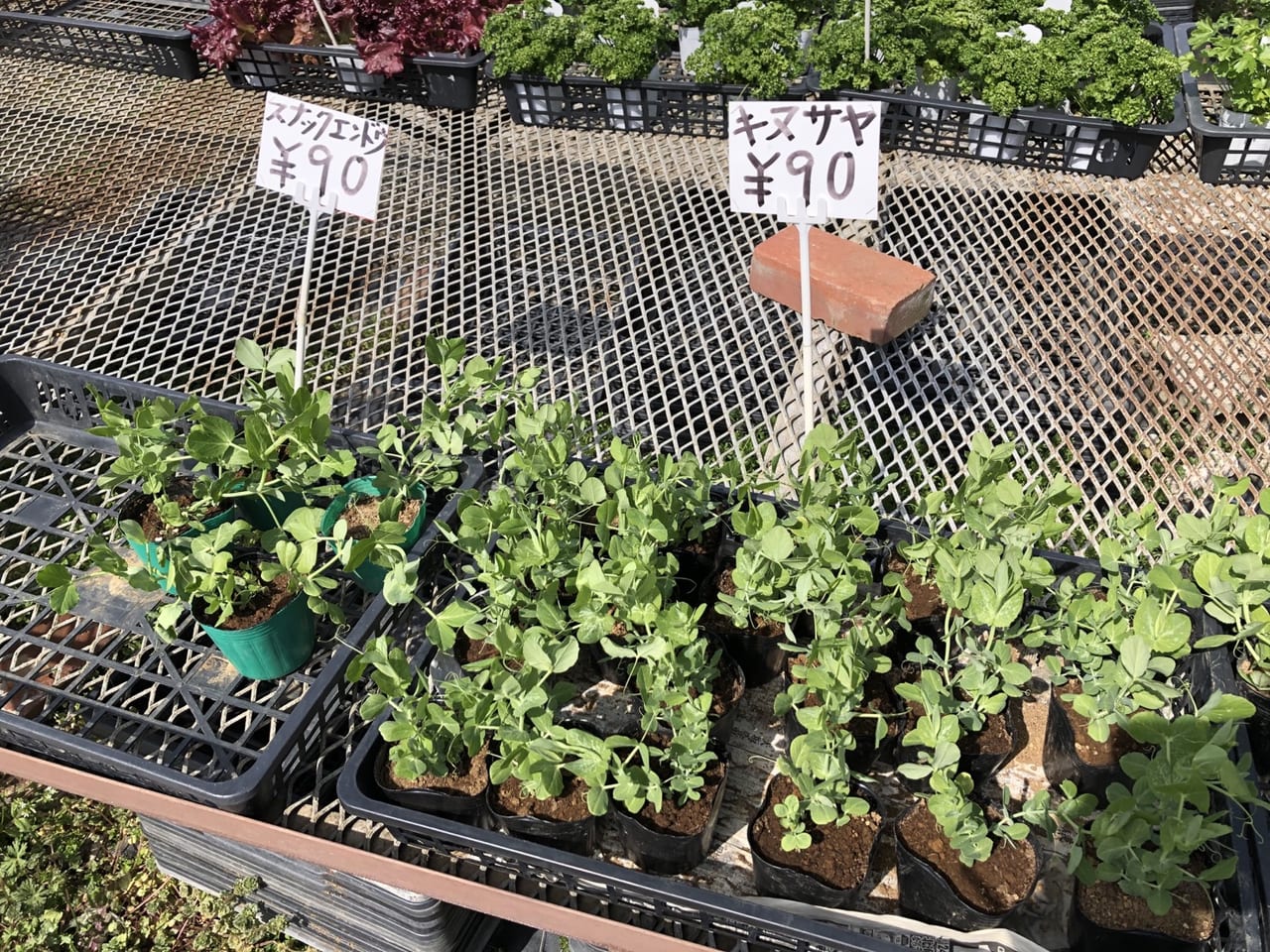 さいたま市南区 桜区 埼大近くの園芸店横の夏季限定かき氷店で ふわふわかき氷体験 号外net さいたま市南区 桜区