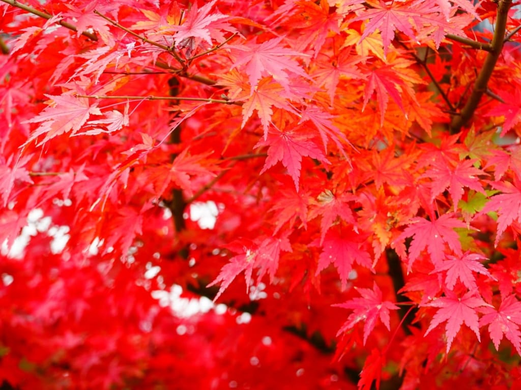 紅葉